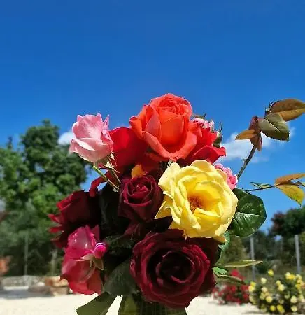 Primavera Andipata